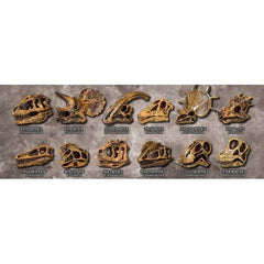 Yell Dinosaur Fossil Museum Gachapon Capsule (Random)